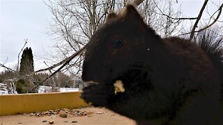 Hungry squirrel performs perfect 'Cookie Monster' imitation