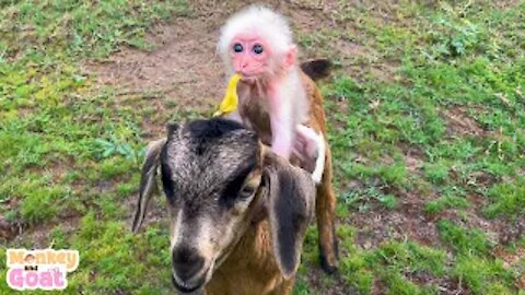 Baby monkey and goat loves mulberry fruit