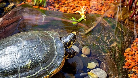 Turtles relaxing