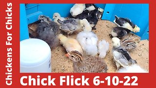 Chick Flick - Silkie, Cochin, & Polish Chicks Growing 06-10-2022