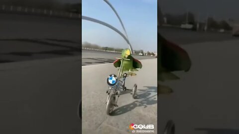Parrot Riding BMW Bike Coub The Biggest Video Meme Platform