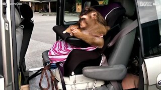 Ape og kattunge har et vakkert vennskap