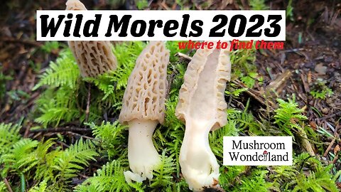 Wild Morel Mushrooms in the Northwest- Wild woodland morels in spring 2023