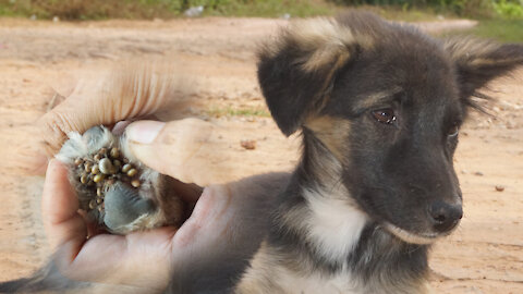 Lady remove BIG tick on paws, Simple step by step remove tick on puppy