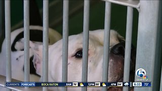 Palm Beach County Animal Care and Control shelter is at critical capacity