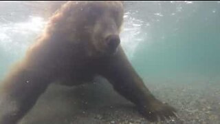 Urso captura salmão com as próprias patas