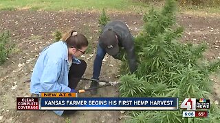 Kansas farmer begins his first hemp harvest