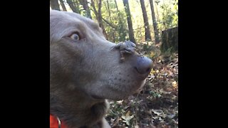 Gentle dog lets frog crawl across his face