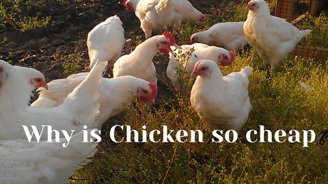 Why is chicken so cheap? | The Economist