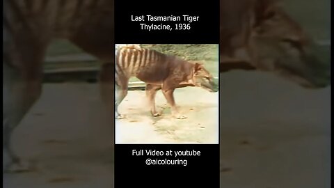Last Tasmanian Tiger in the History - Thylacine, 1936 in colors. Improved and upscaled using AI
