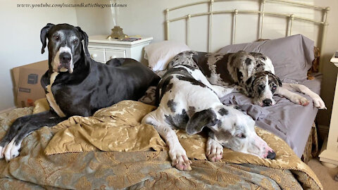 Visiting Great Dane Pack Are Right At Home On A Queen Size Bed