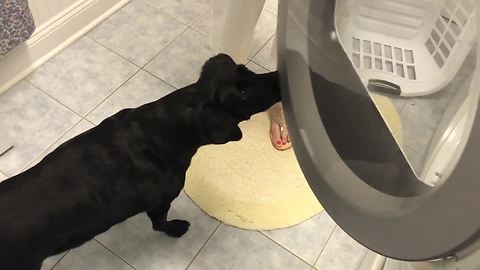 Labrador Patiently Waits For Stuffed Animals To Come Out Of The Drying Machine