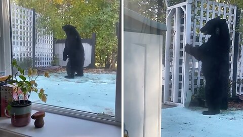 Hungry & curious bear closely investigates woman's backyard
