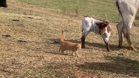 Farm Cat Loves The Cows, Walks Right Through The Herd