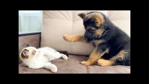 German Shepherd Puppy and Kitten Playing [TRY NOT TO LAUGH] xD