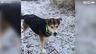 Cane cerca di prendere i fiocchi di neve