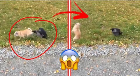 Dog VS Crow ! Very Funny video 🐶 Dogs gets slammed by crow