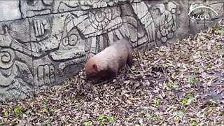 Keeper blamed for deaths of Palm Beach Zoo bush dogs, wildlife investigation says