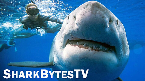 Submarine Shark Caught on Video - Shark Bytes TV Episode 14 - Largest Sharks Ever Filmed