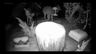 Deer Visit During Winter Storm