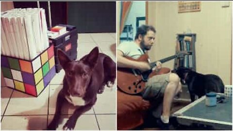 Il cane che vuole diventare un cantante!