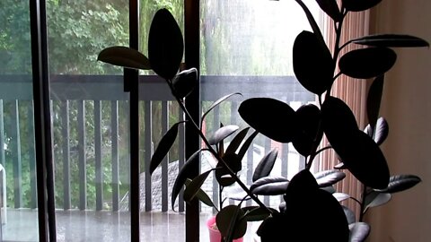 Rain Plants Rubber Tree Home