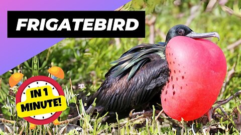 The Magnificent Frigatebird: Nature's Aerial Acrobat