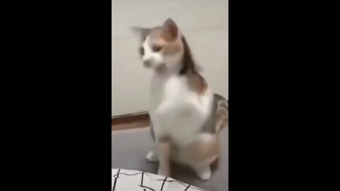 Funny animals dancing