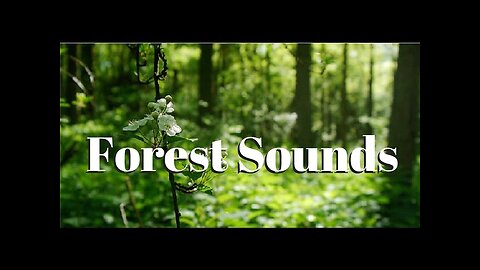 "Serenity Symphony: Forest Sounds Meditation with Birdsong Bliss 🌳🕊️"