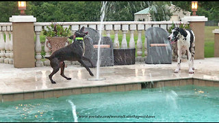 Great Dane and Pointer Water Fountain Fun in Slow Motion