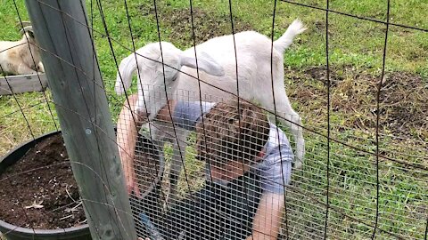 Goat Helps Boy Mend Fence