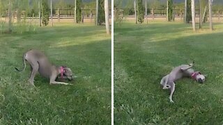 Italian Greyhound hilariously rolls around in the grass