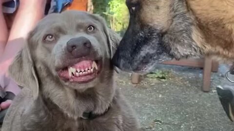 Irritated Pup Hilariously Puts Up With Overly-attached Dog