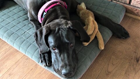 Great Dane puppy adorably squeaks her toy with her nose