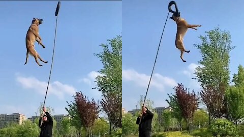 Belgian Malinois Dog The Best Malinois dog jumping Episode #4