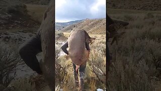 Mule Deer Backpack!!! [HUGE BUCK] #shorts