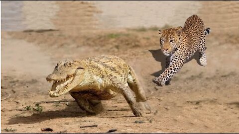 Beautiful Jaguar Vs Crocodile