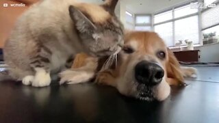 Cette chatte prend soin de son copain chien avec tendresse