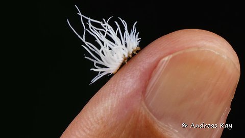 Lady Beetle Larva from Ecuador