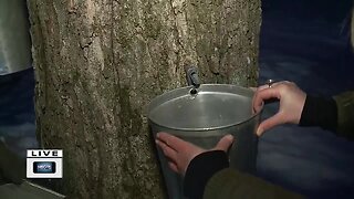 Tapping trees for sap to make syrup