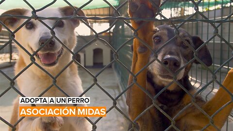 Adopta a un perro: Asociación Midas