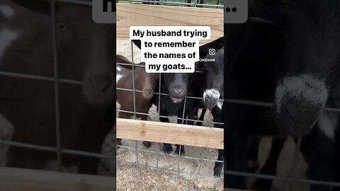 I mean, he tries… #farmlife #goats #funnyshorts