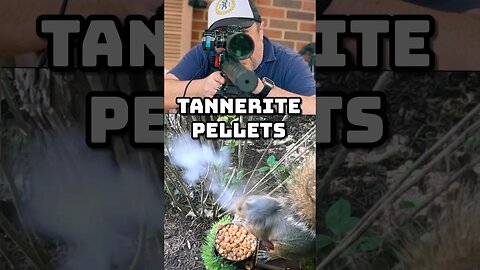 squirrel hunting with pellets that go BOOM #shorts
