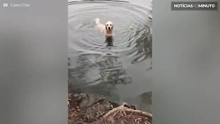 Este cão não entende nada sobre buscar a bola