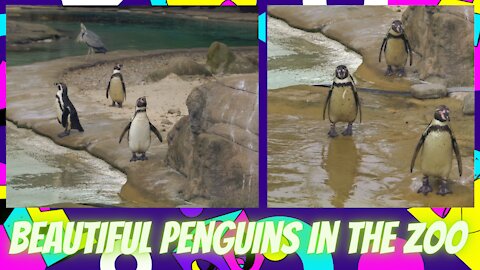 penguins in the zoo beautiful