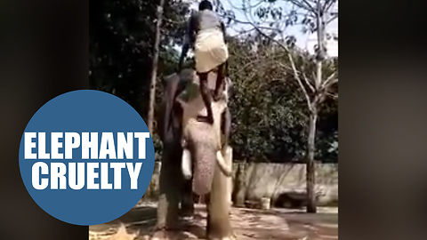 Man who climbs up elephant's trunk to sit on it's back has been labelled cruel