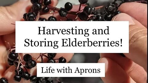How to Harvest and Store Elderberries!