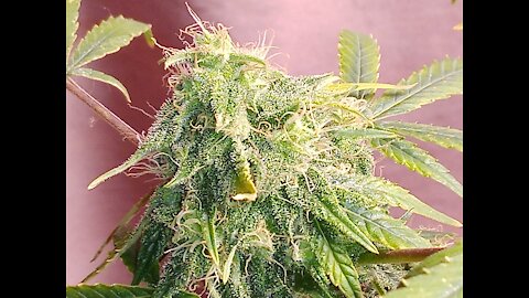 Sour Diesel & Maui Wowie Update/Cannabis Indoor Grow/