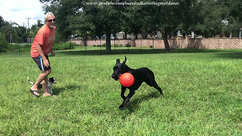 Happy Great Dane Shows Off Jolly Ball Zoomies to New Puppy