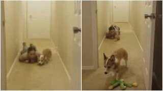 Corgi aprende exercícios de combate com a dona